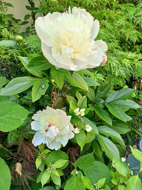  - Grădina 2024 continuare 2