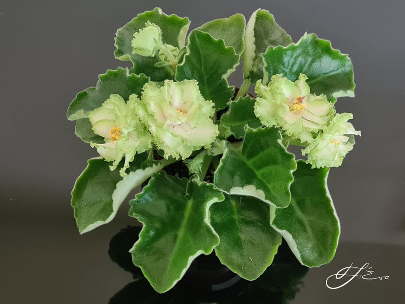  - EK-Berendeevo Tsarstvo