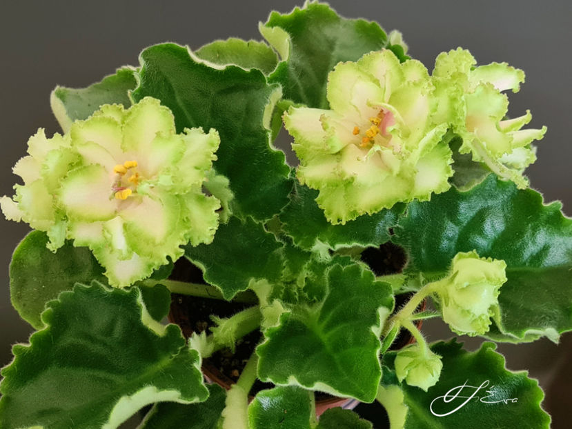  - EK-Berendeevo Tsarstvo