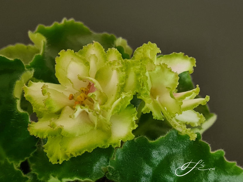  - EK-Berendeevo Tsarstvo