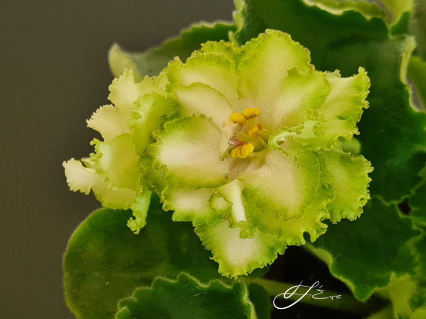  - EK-Berendeevo Tsarstvo