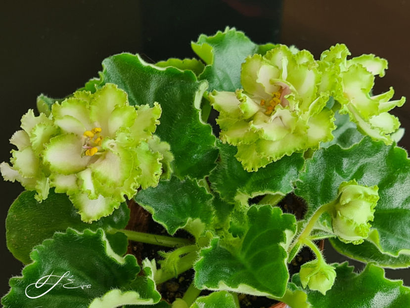  - EK-Berendeevo Tsarstvo