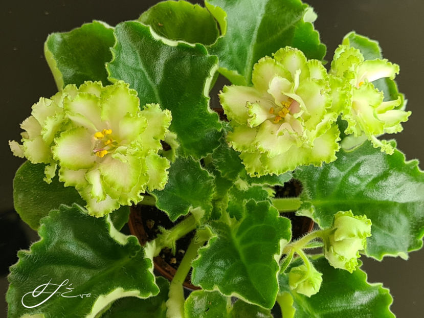  - EK-Berendeevo Tsarstvo