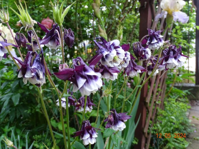  - Aquilegia 2024
