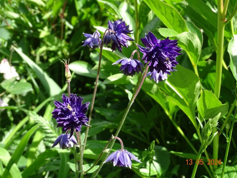  - Aquilegia 2024
