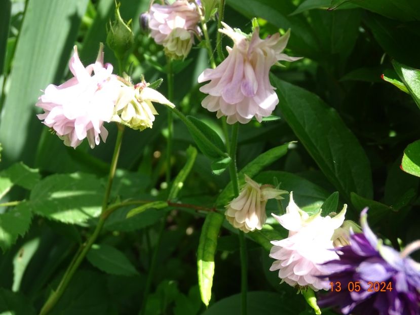 - Aquilegia 2024