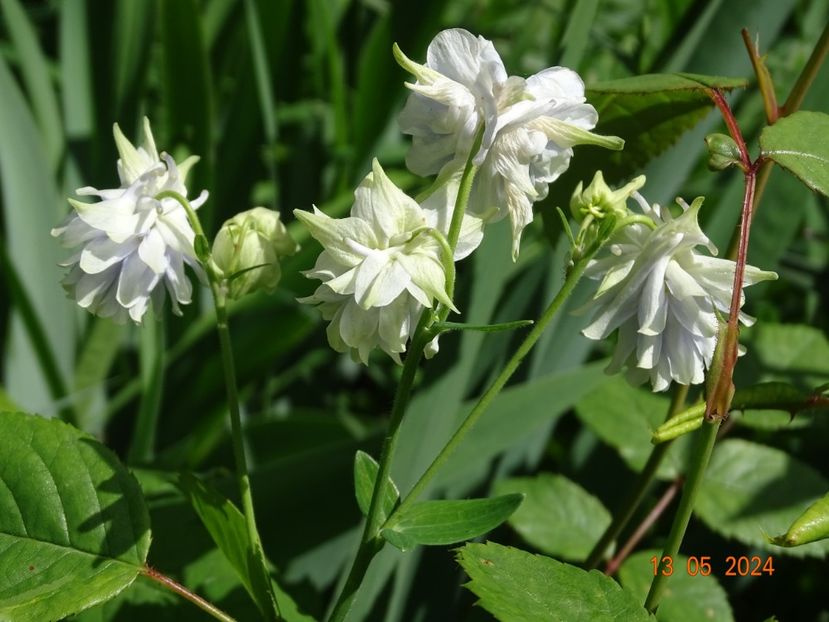  - Aquilegia 2024