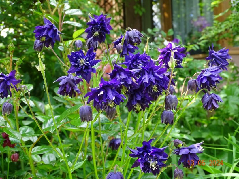  - Aquilegia 2024