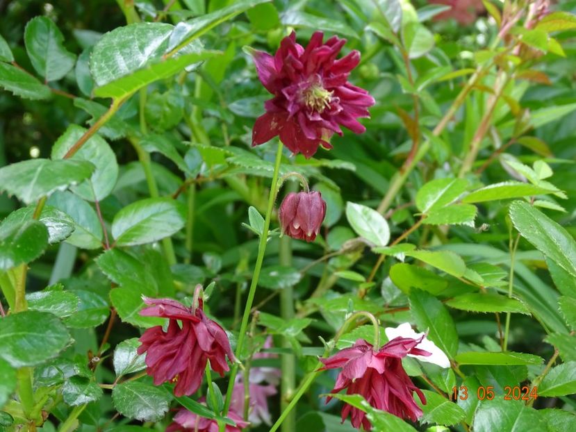  - Aquilegia 2024