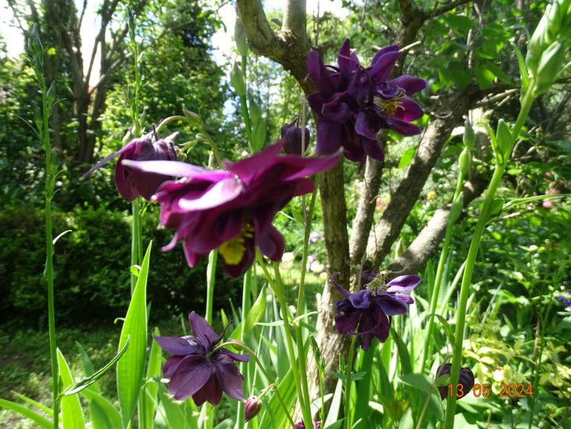  - Aquilegia 2024