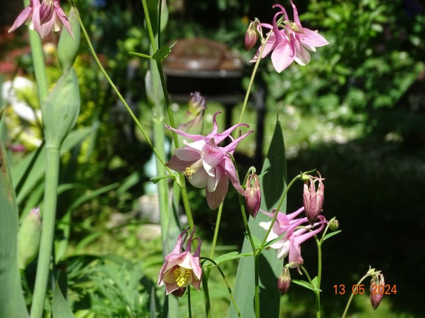  - Aquilegia 2024