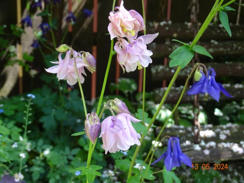  - Aquilegia 2024