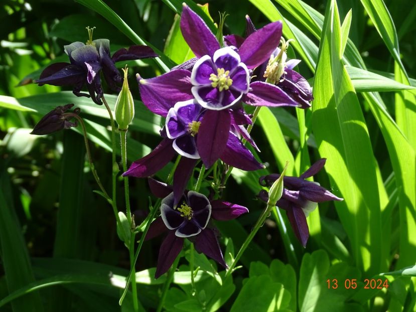  - Aquilegia 2024