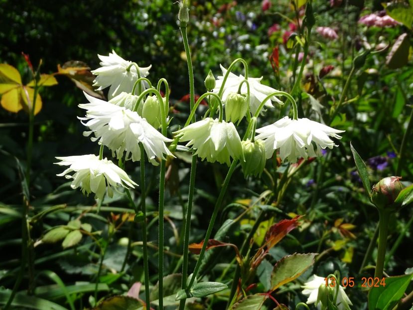  - Aquilegia 2024