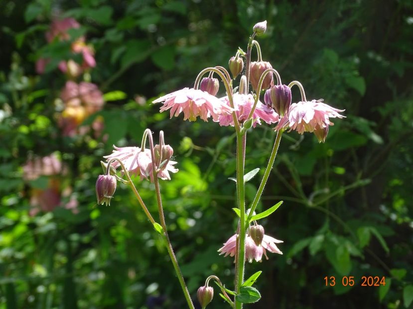  - Aquilegia 2024