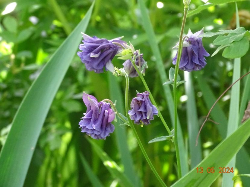  - Aquilegia 2024