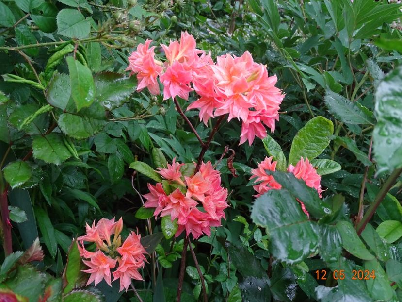  - Copacei si arbusti 2024