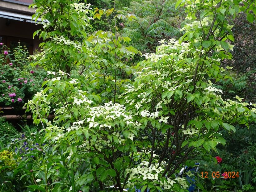  - Copacei si arbusti 2024