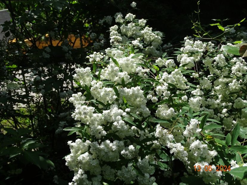  - Copacei si arbusti 2024