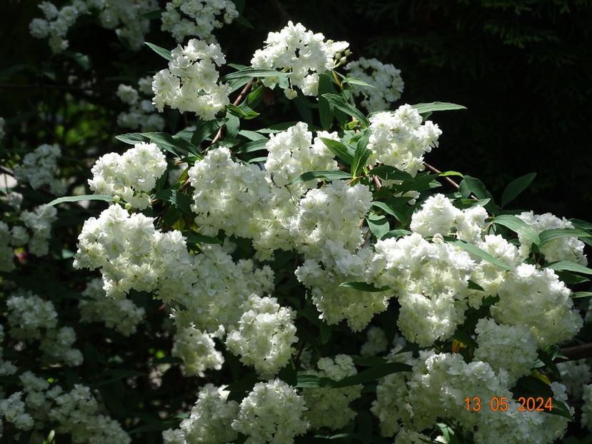  - Copacei si arbusti 2024