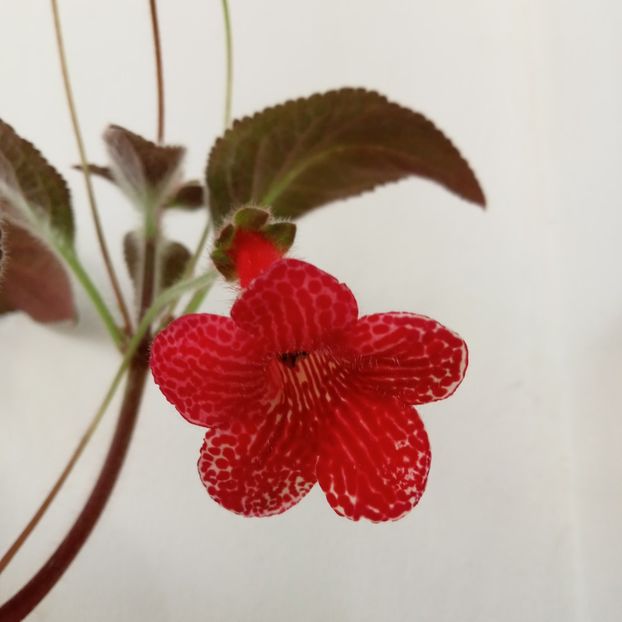 2024 - Kohleria 3 - Imensa