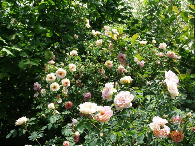  - Trandafiri 2024