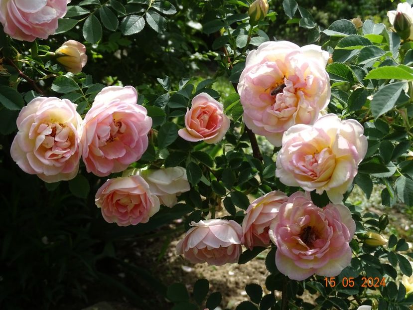  - Trandafiri 2024