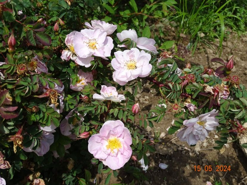  - Trandafiri 2024