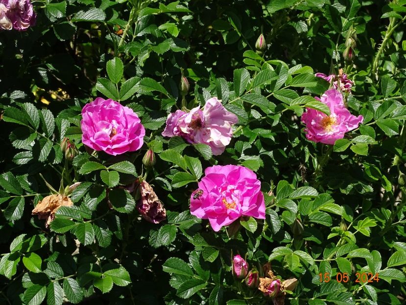  - Trandafiri 2024