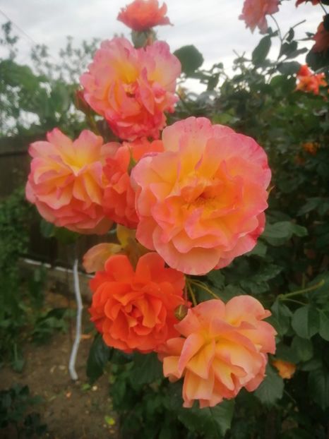  - Westerland parfumat urcator