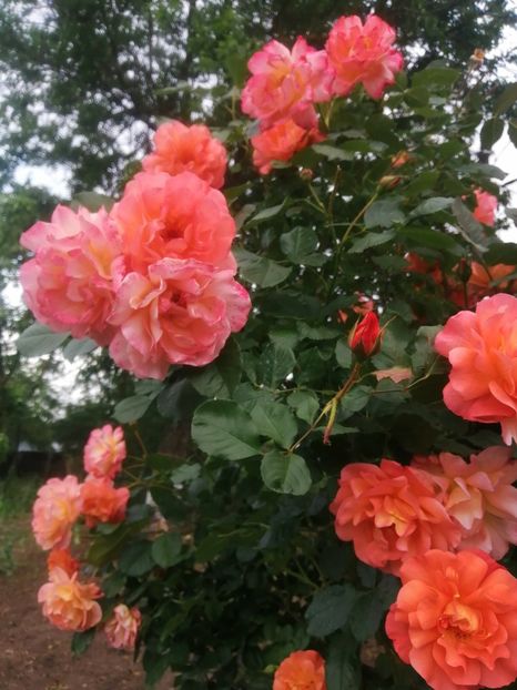  - Westerland parfumat urcator