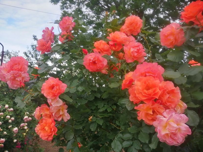  - Westerland parfumat urcator