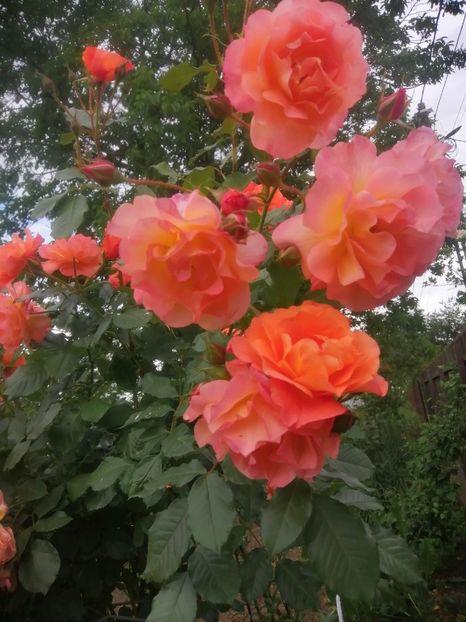  - Westerland parfumat urcator