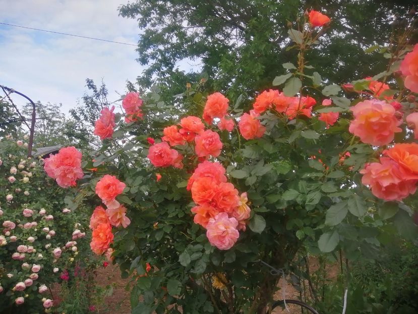  - Westerland parfumat urcator