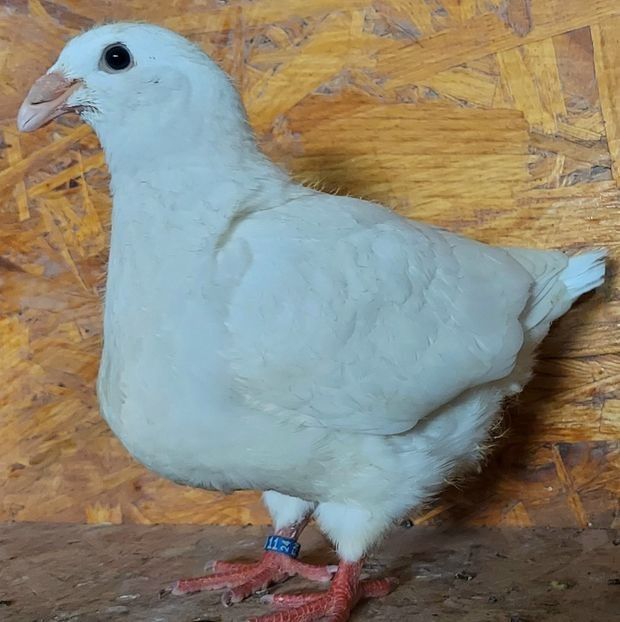  - 3---AGH DAȚI 2019 - 2025