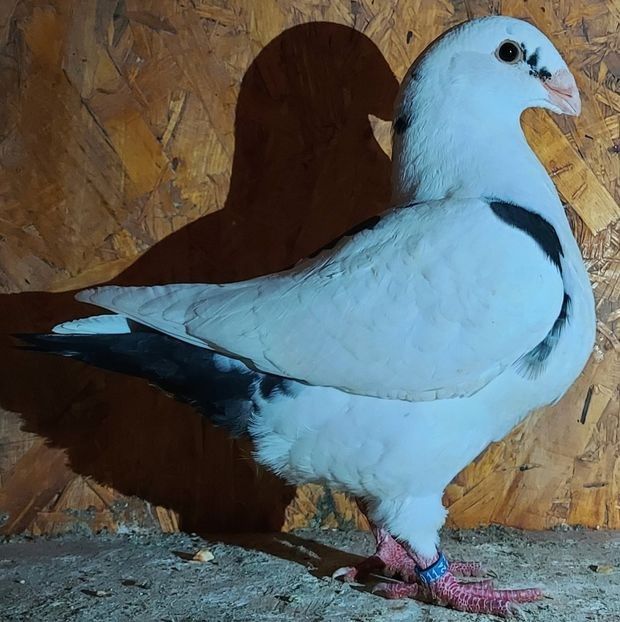  - 3---AGH DAȚI 2019 - 2025