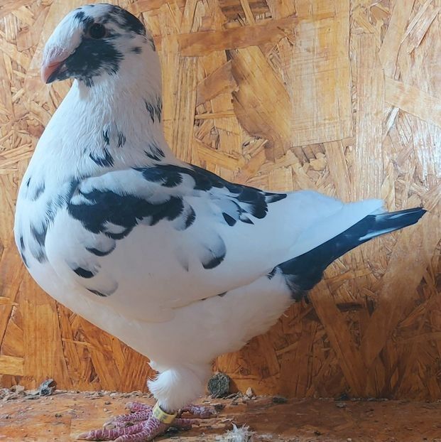  - 3---AGH DAȚI 2019 - 2025