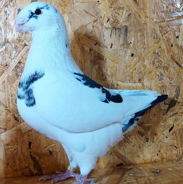  - 3---AGH DAȚI 2019 - 2025