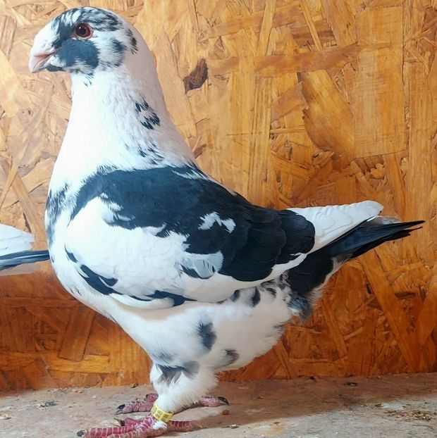  - 3---AGH DAȚI 2019 - 2025