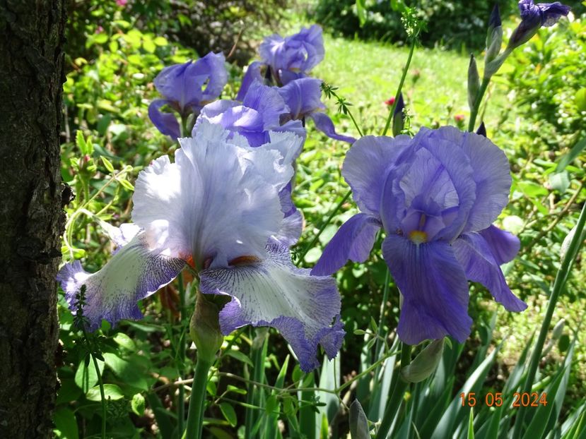Acoma si iris pallida - Irisi 2024 -Dobarland