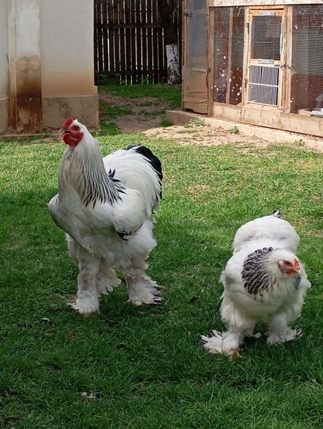  - Brahman herminat deschis 2024--2025