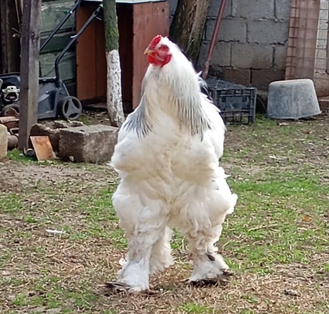  - Brahman herminat deschis 2024--2025