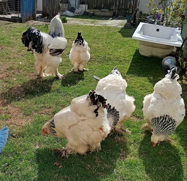  - Brahman herminat deschis 2024--2025