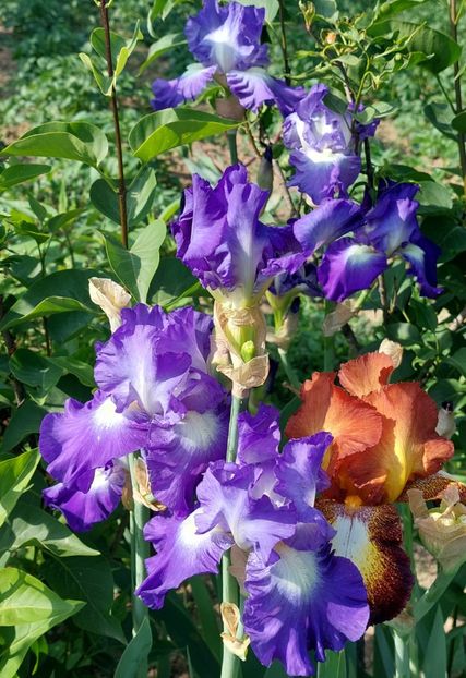 38) 12 lei - E Irisi narcise de vanzare