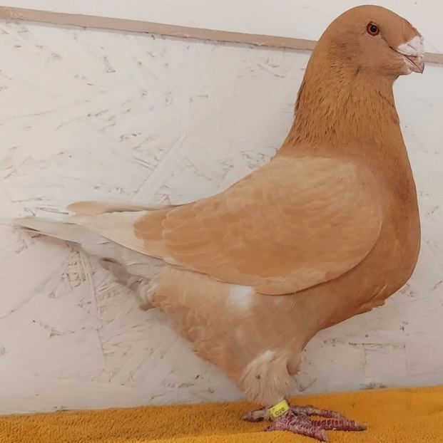  - 3---AGH DAȚI 2019 - 2025