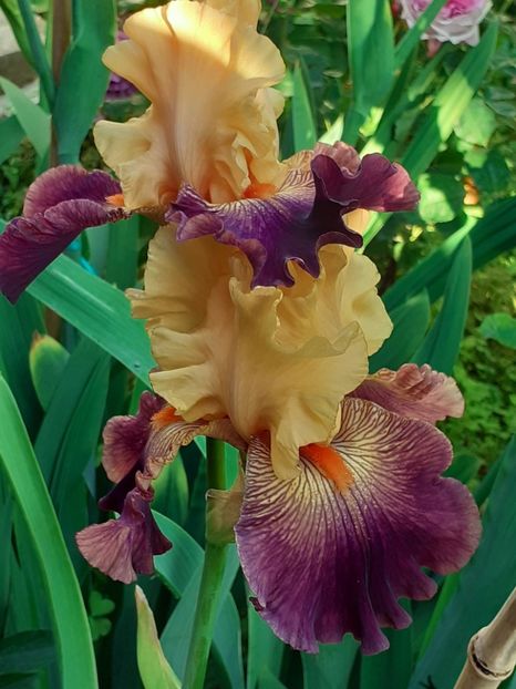  - IRIȘI 2024 - 2 _ 2025