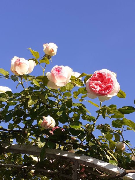  - Eden Rose 2024_ 2025
