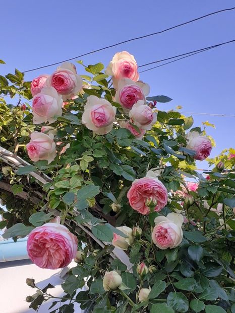  - Eden Rose 2024_ 2025