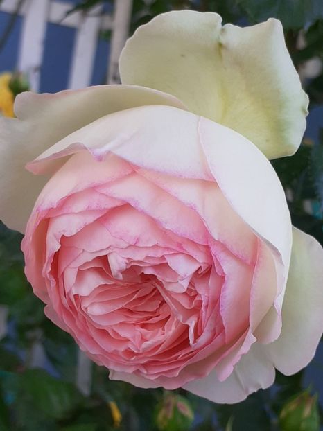  - Eden Rose 2024_ 2025