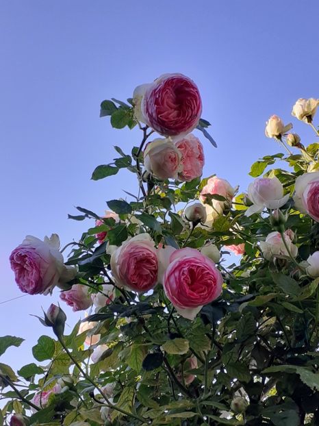  - Eden Rose 2024_ 2025